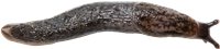 Arion circumscriptus
GRÅSIDIG SKOGSSNIGEL
6.9 × 30.3 mm